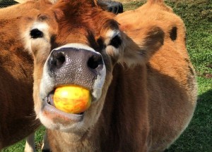 Wow! Thank you very much looking forward to seeing y'all out in the field.